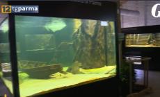 Riaperto, dopo una lunga chiusura,  l'acquario della biosfera di Parma a Mezzani  