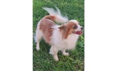 Appello urgente per Cocco (che cerca una nuova famiglia)