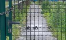 "Nutrie nell'oasi di via Watt in attesa di sterilizzazione?  No, in fuga dalla porta d'ingresso"- Video
