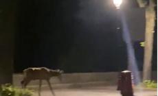 Passeggiata serale di un daino tra lungoparma e ponte Italia - Video