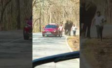 Turisti si fanno un selfie con l'elefante, che si infuria e li carica. Il video della fuga 