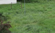 " Il parco Soncini a San Pancrazio  è sommerso dell'erba altissima"