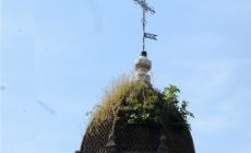 Zibello: un fico cresce sulla torre della chiesa