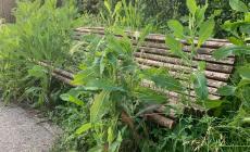 "Gaione, il degrado del verde pubblico &egrave; evidente"