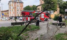 Rami pericolanti in piazzale Santa Croce, vigili del fuoco al lavoro