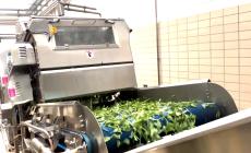 Come nascono i pesti Barilla: video 