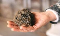 Si inaugura un Museo dedicato al Tartufo uncinato di Fragno