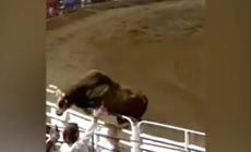 Toro infuriato salta la recinzione durante un rodeo in Oregon: due feriti gravi - Video