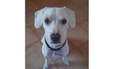 Tyler &egrave; in cerca di una casa