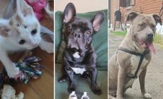 Adottiamoli: Rhea, Baloo e Lilly vi aspettano!