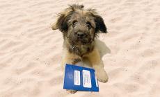 All'estero con cani, gatti e furetti? Serve il passaporto sanitario