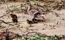 La piena della Parma sta creando problemi agli uccelli in riproduzione nel greto