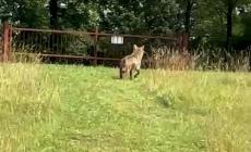 Salsomaggiore, un lupo avvistato nel parco del Valentini nei pressi del centro storico  
