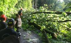 Salsomaggiore, il temporale fa una strage di alberi