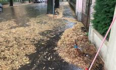 Raccolta foglie a Parma: 15 squadre di spazzamento di cui due operative di notte. 60 operatori mobilitati