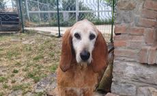 Chicco, segugio di 13 anni, cerca casa dopo una vita di maltrattamenti