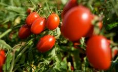 Pomodori e assenzio in balcone per allontanare le vespe
