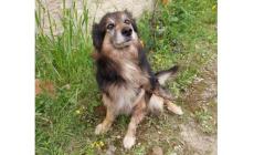 Appello per Marley: chi vuole adottare questo cagnolino? 