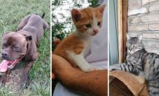 Roki, Aki e tanti micetti cercano una casa - Foto