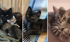 Mammagatta e topino, Loredana, Vlad: adottiamoli