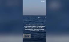 Avvistati 200 delfini al largo di Ischia, uno spettacolo bellissimo - Video