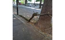 Via Duca Alessandro, rami caduti sul marciapiede - Le foto 