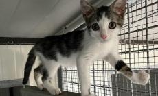 Amici animali: cani e gatti da adottare 