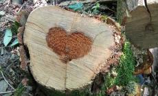 Nei Boschi di Carrega c'&egrave; l'albero con il "cuore"
