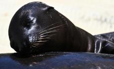 Temperature roventi, frutta ghiacciata per gli animali del bioparco - Le foto