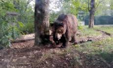 Trento, è stata uccisa l'orsa Kj1. La parlamentare Brambilla attacca la Provincia