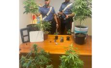 Coltiva marjuana in casa a Calestano. 35enne denunciato
