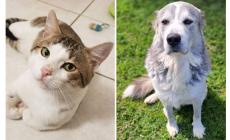 Simba e Oliver sono "rinunce di proprietà": aspettano il vostro amore