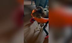 La gallina Rossini impara a camminare - Video 