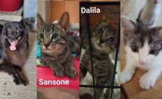 Adottiamoli: cani e gatti in cerca di casa a Parma - Foto 