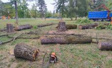 Gli alberi tagliati al parco Ferrari (e la protesta dei frequentatori) - Foto 