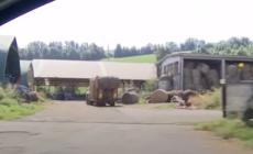 Gravissimo un agricoltore caricato da un toro a Gaiano - Video