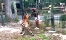 Attraversa il recinto dello zoo e una tigre per poco non le stacca la mano - Video