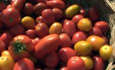 Festival del pomodoro: ecco come sta andando il progetto in Burundi di Parma Alimenta - Video