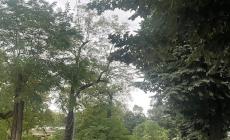 Forte vento, albero crolla su un'auto parcheggiata in via Italo Pizzi, distruggendo parabrezza e  cofano. Un salice spezzato a Sala Baganza - Foto