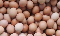 Uova contaminate da salmonella, 28 richiami per diversi marchi 