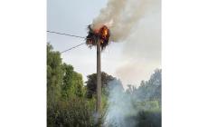 Un fulmine distrugge un nido di cicogne bianche nel Reggiano
