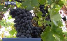 Vendemmia 2024 a Parma: annata di qualità - Video 