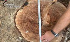 Abbatte un albero di noce di grandi dimensioni in area protetta, denunciato e multato