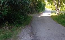 Mulazzano, un amico gentile chiamato... volpe - Le foto