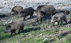 Peste suina: 24 focolai, "situazione complessa, prudenza"