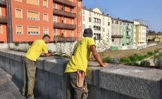Cura delle fioriere sul ponte di Mezzo: verranno riallestite con la piantumazione di 540 nuove essenze - Foto