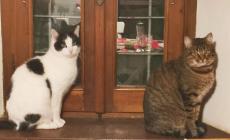 Troppi gatti scomparsi a Lesignano, la storia si ripete - Foto