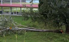 Temporale  a Polesine, la conta dei danni - Foto