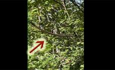 Se passeggiando nei boschi ti ritrovi una biscia sulla testa - Video 