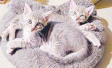 Adottiamoli: ci sono tanti gattini e Hachiko, Shiba Inu di 4 anni